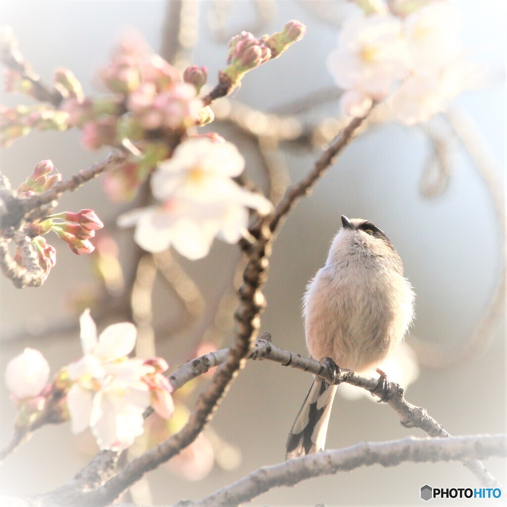 お花見