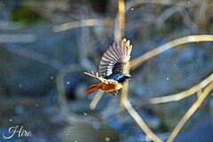 食べ放題