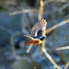 食べ放題