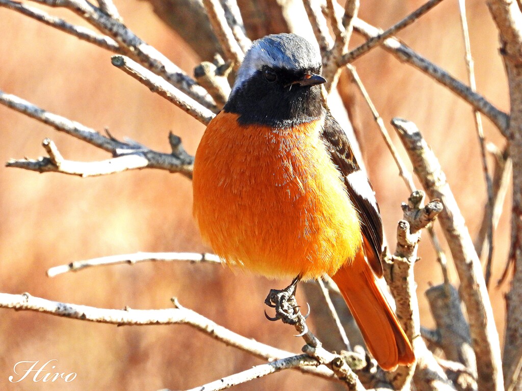 天敵ニシちゃん