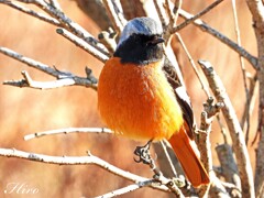 天敵ニシちゃん