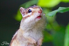 おねだり