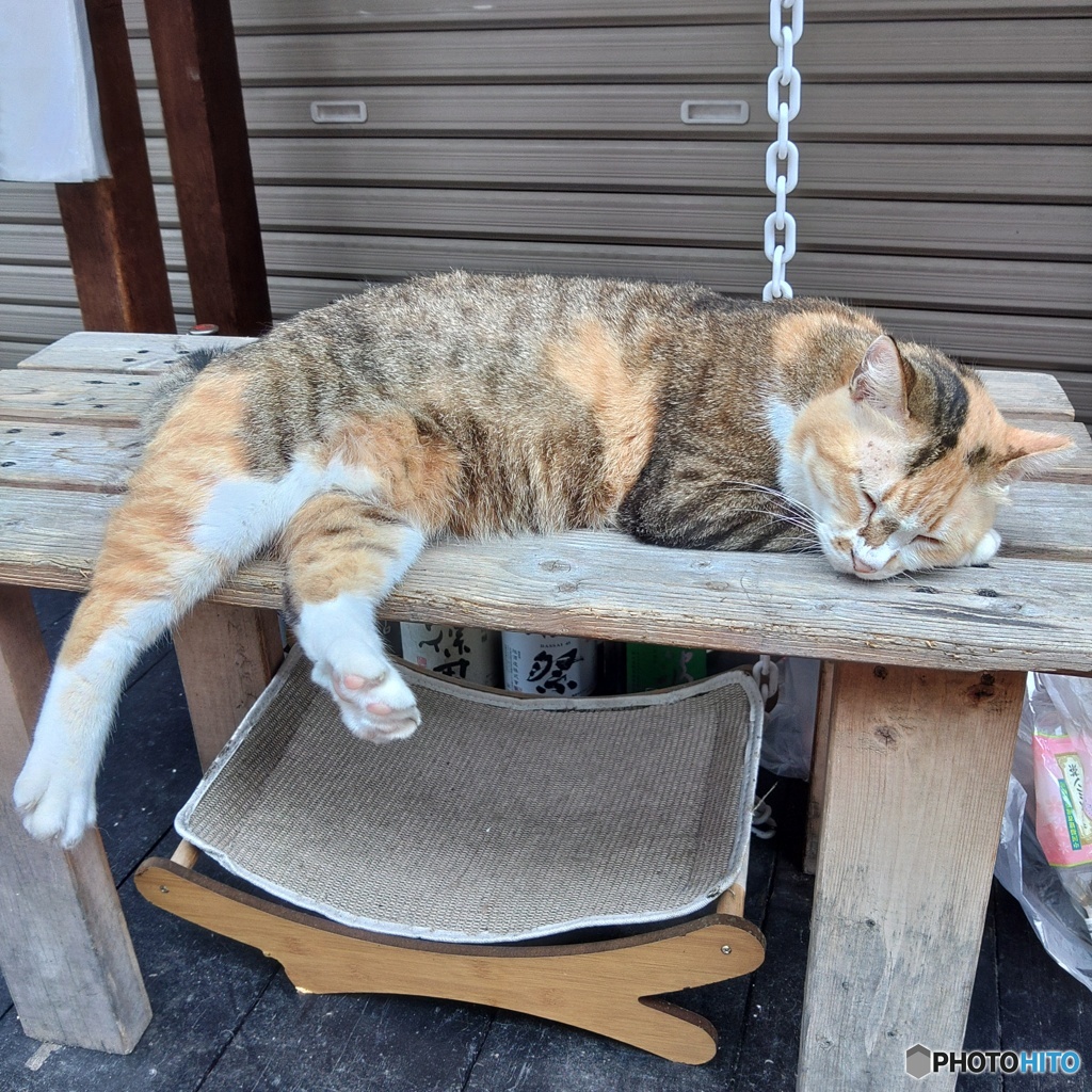 開店はまだだニャン