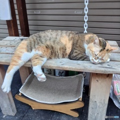 開店はまだだニャン