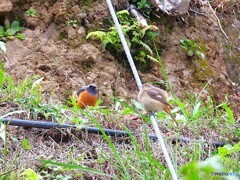 ジョビちゃんカップル④