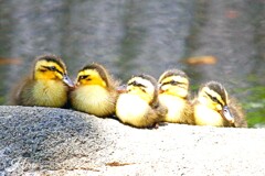 カルガモ団子③