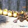 カルガモ団子①