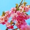 かくれんぼ