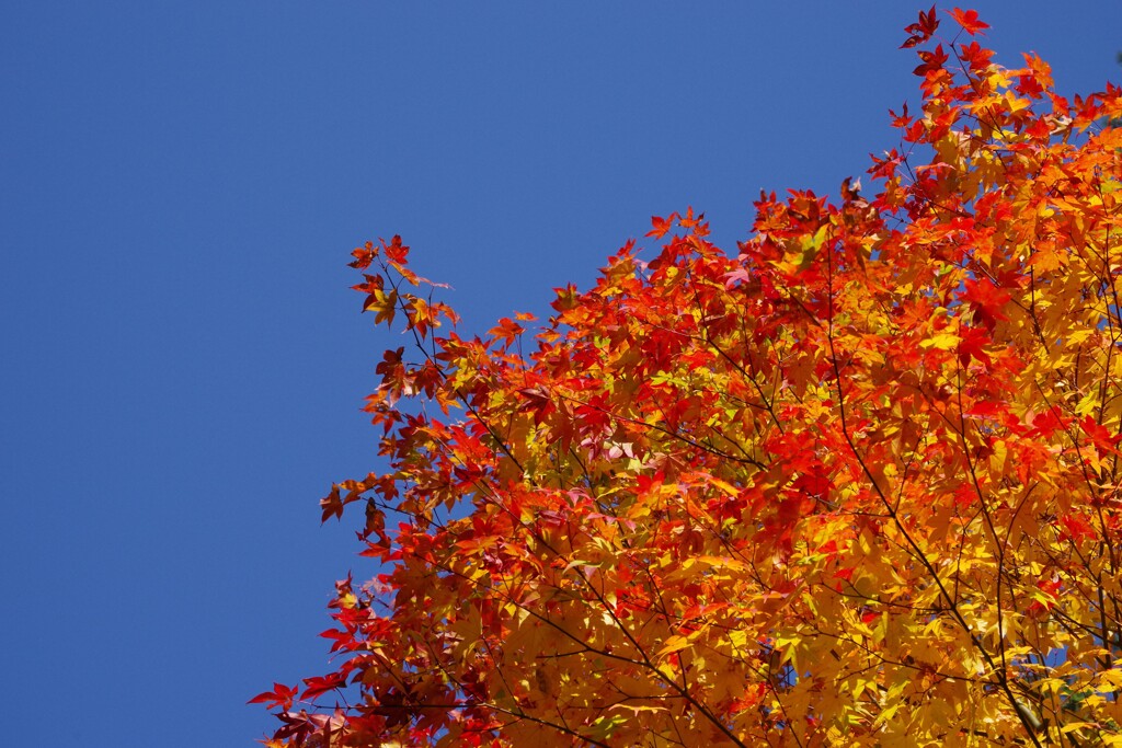 青空と紅葉