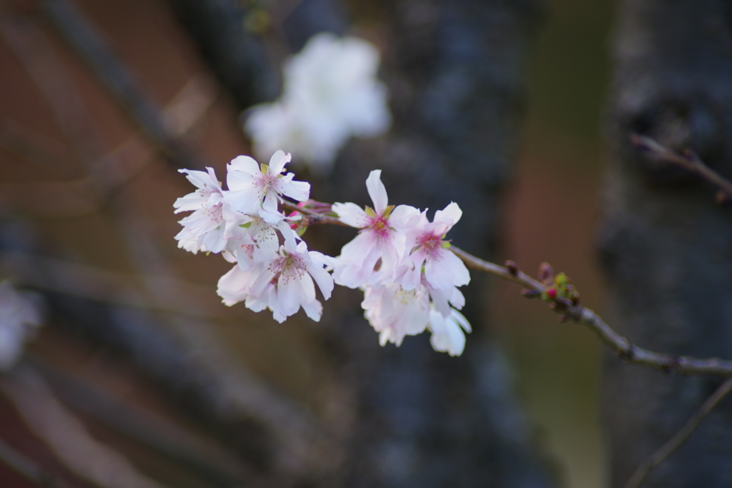 季節外れの桜２