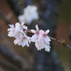 季節外れの桜２