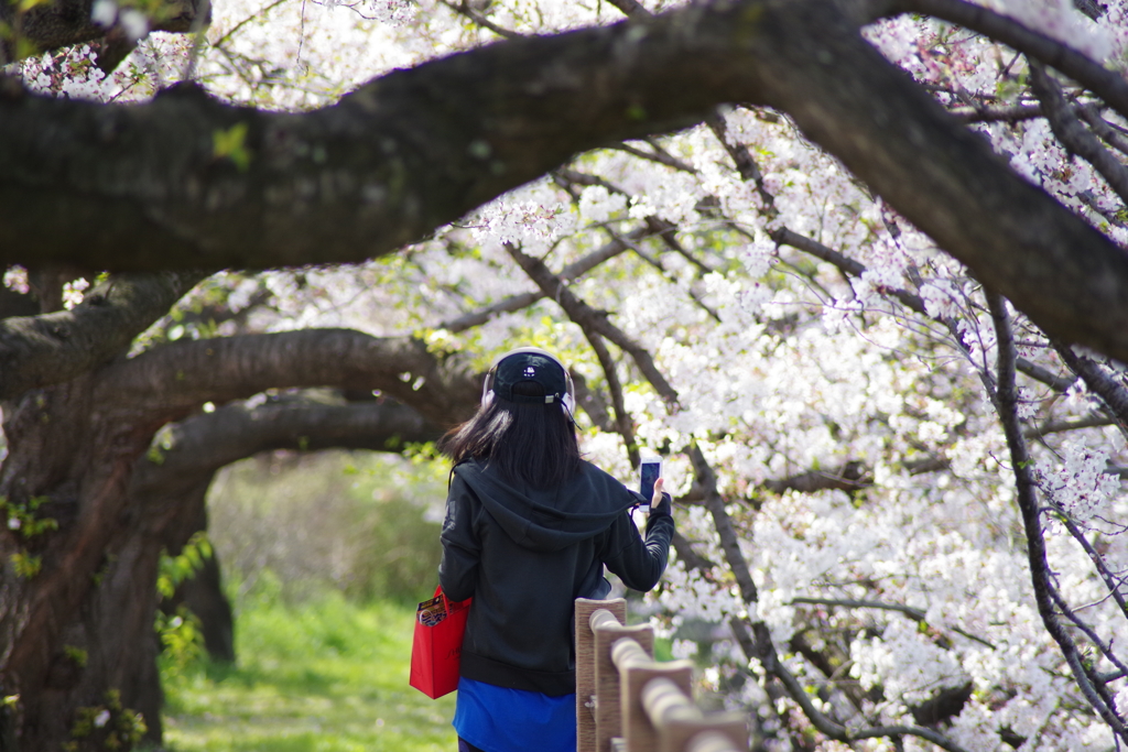 桜の向こう