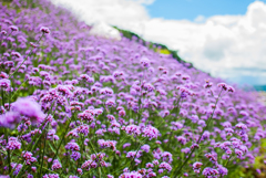 避暑地の花