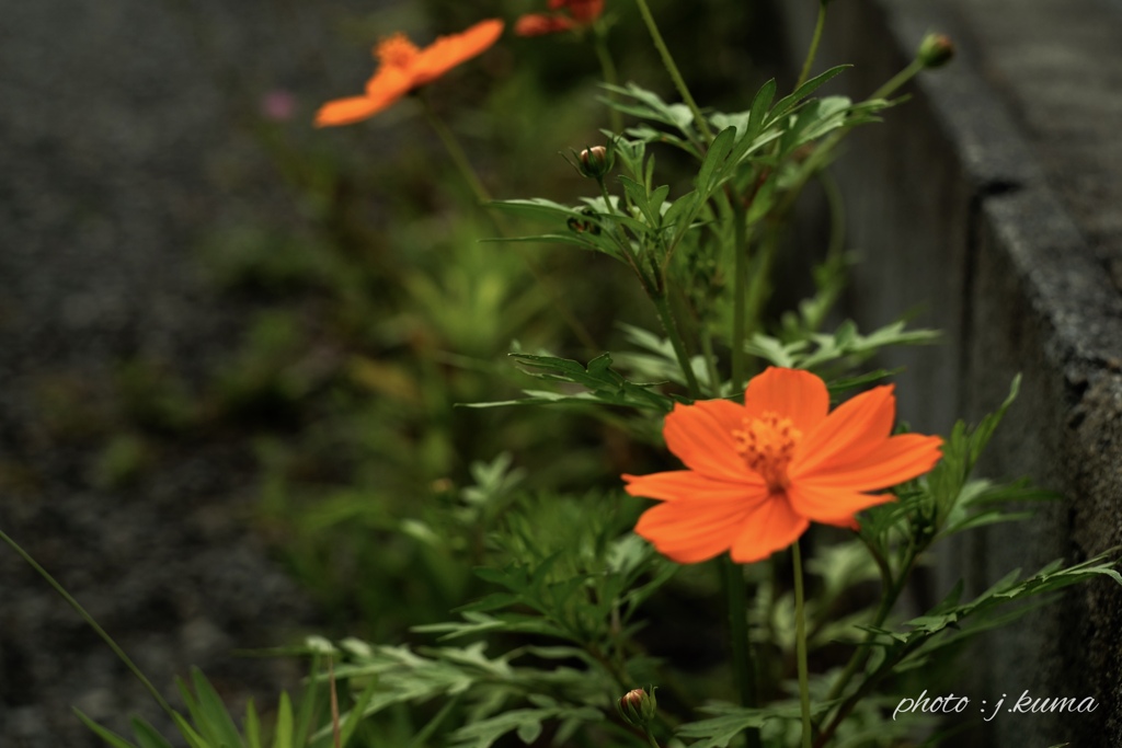 1C2E9EAC-A8A8-4252-9089-DDCB20DDCBA0