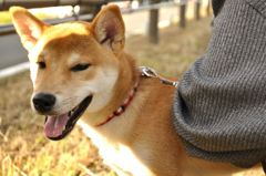 これでも5ヶ月の子犬です…