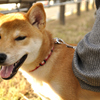 これでも5ヶ月の子犬です…