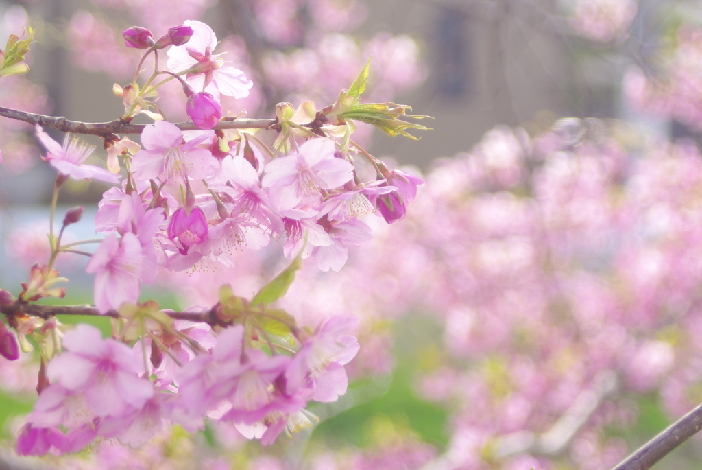 埼玉の河津桜