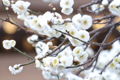 梅の花