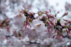 桜雪