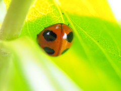 てんとう虫の隠れんぼ