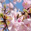 もう春ですね