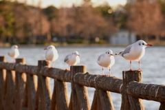 渡り鳥カモメ？？