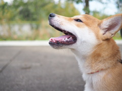 柴犬ふうま！