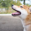 柴犬ふうま！