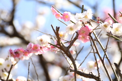 まじりあった梅
