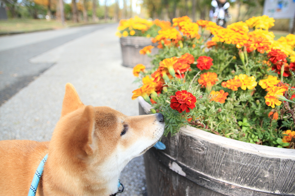 柴犬と花