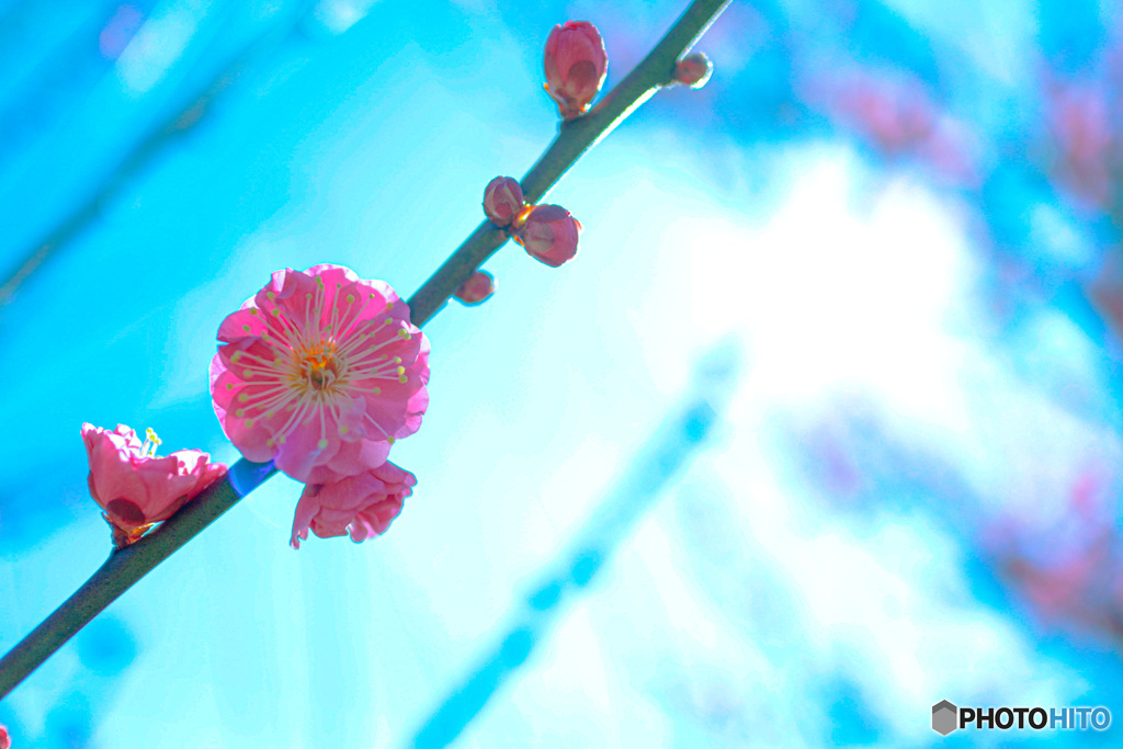 春の訪れ桃の花