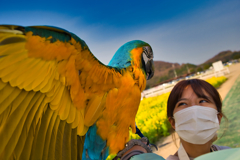 コンゴウインコ