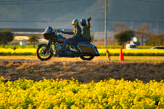菜の花畑とハーレー