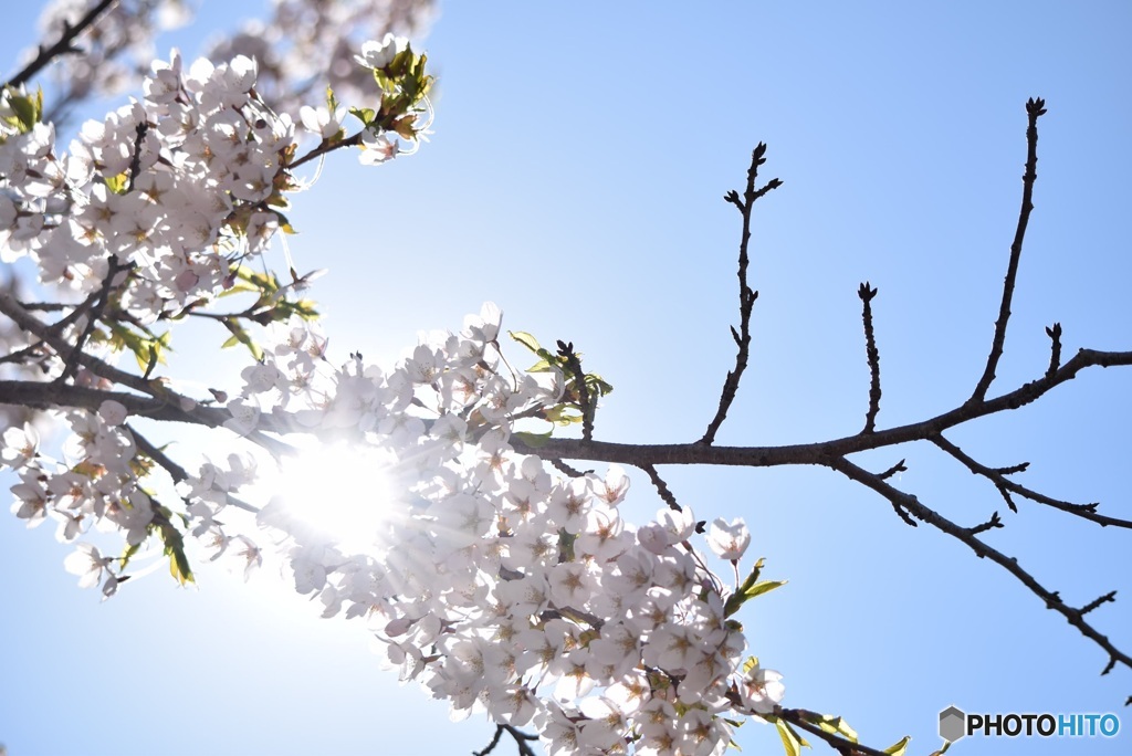 桜