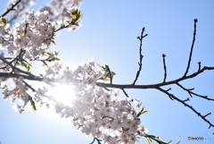 桜
