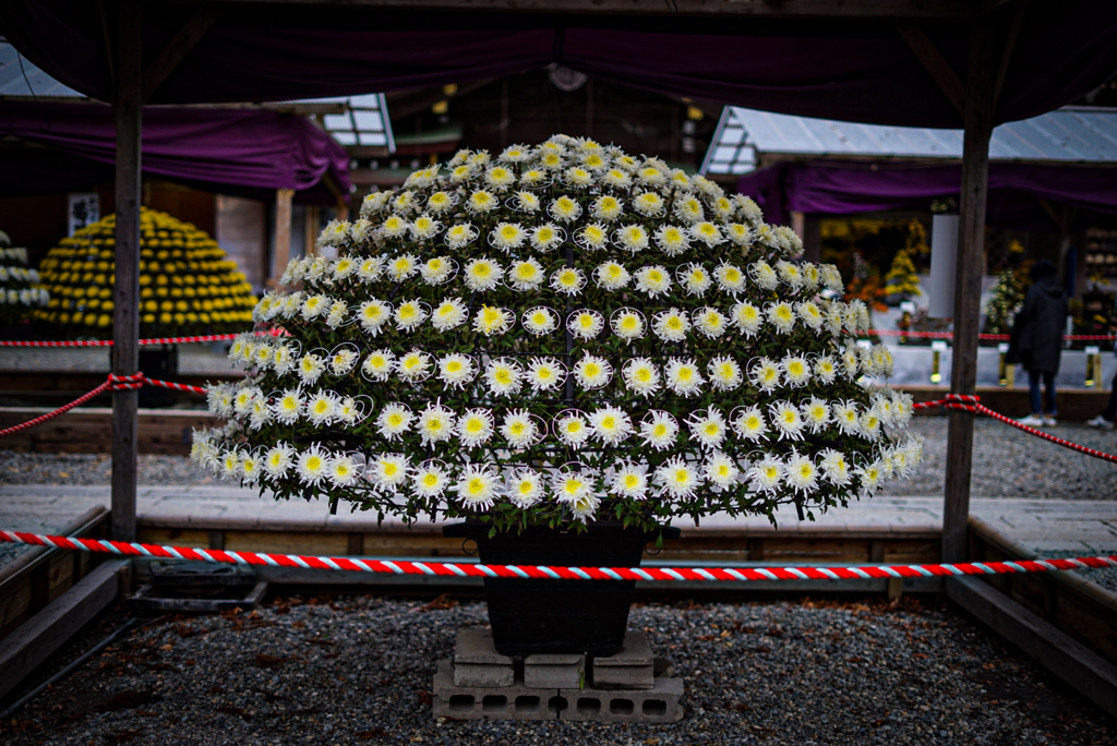 弥彦神社　菊祭り　2019