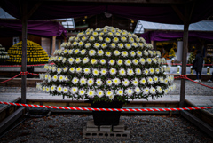 弥彦神社　菊祭り　2019