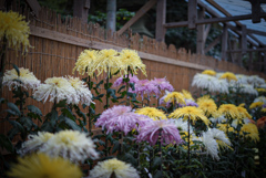 弥彦神社　菊祭り　2019