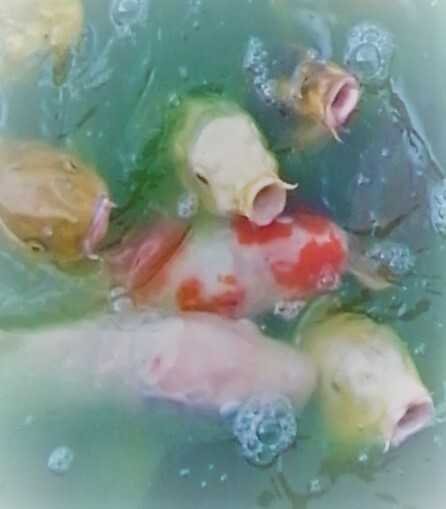 お腹が空いた～