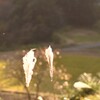 背比べ