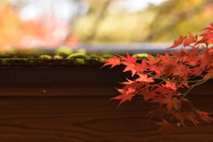 苔と紅葉