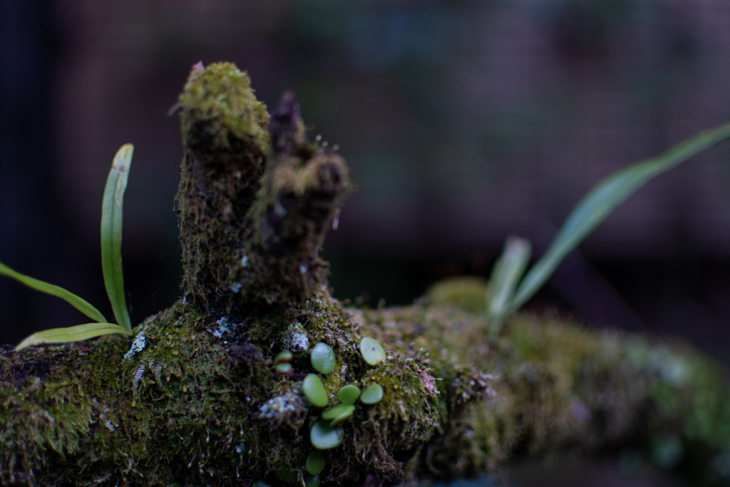 苔と葉と枝