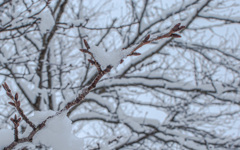 つぼみはまだ雪の中