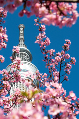 スカイツリーと河津桜