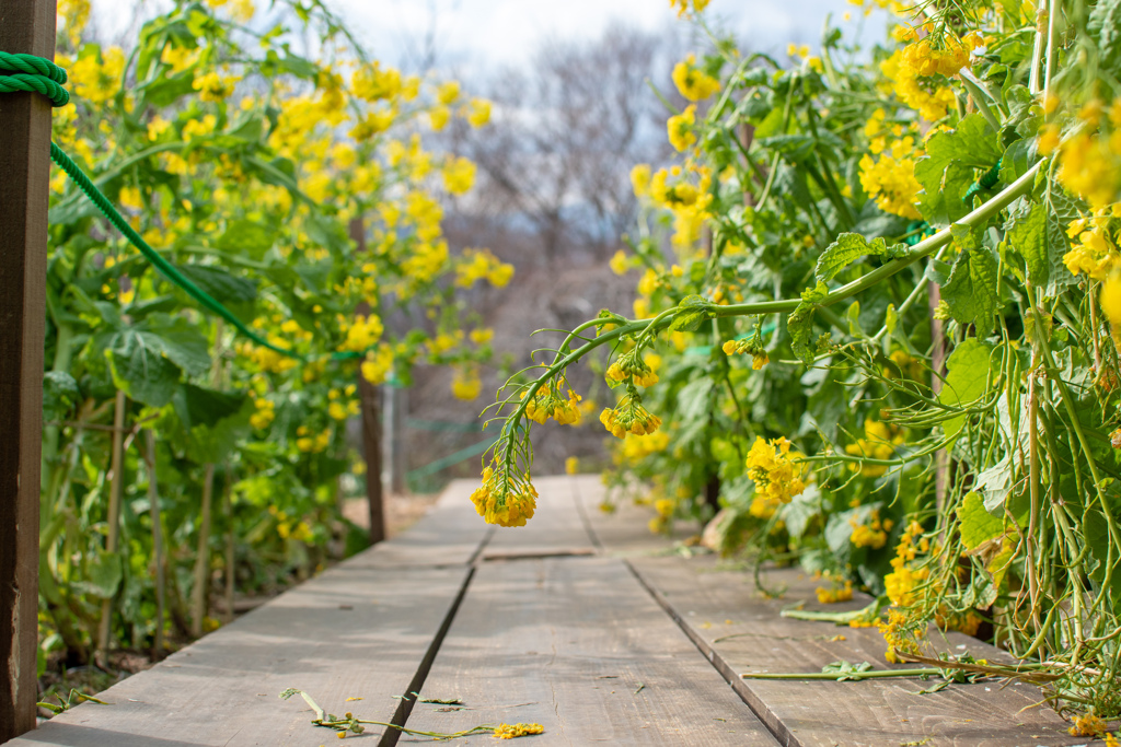 菜の花の道