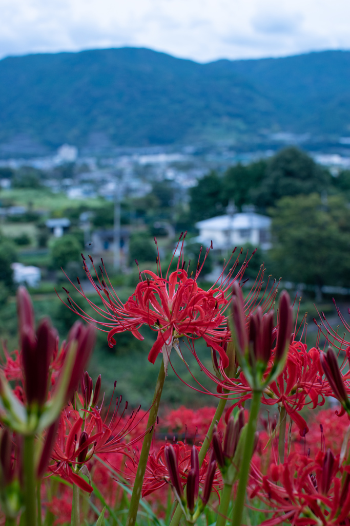 里に告げる花