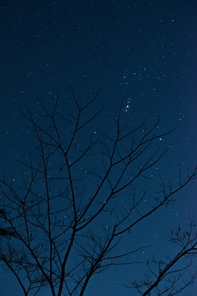 星を捕まえる枝