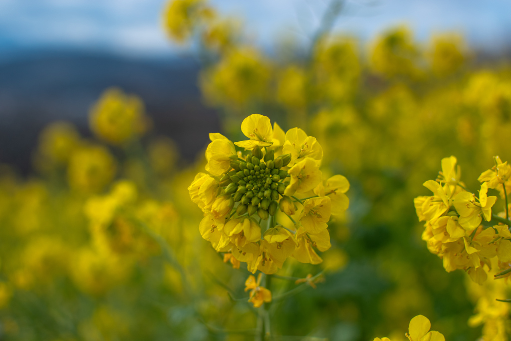 菜の花