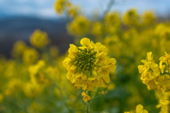 菜の花