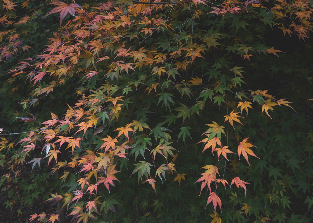 七釜の紅葉